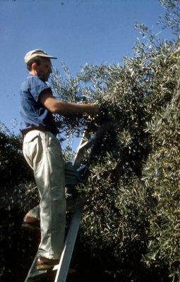 משפחה 1935-1965 (170)