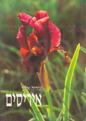 איריסים 1992
