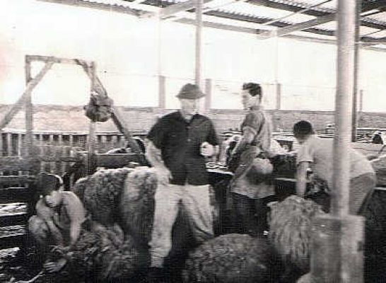 עבודה בדיר של פעם-1