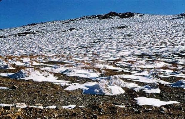 שלג בפרש זביר 1974