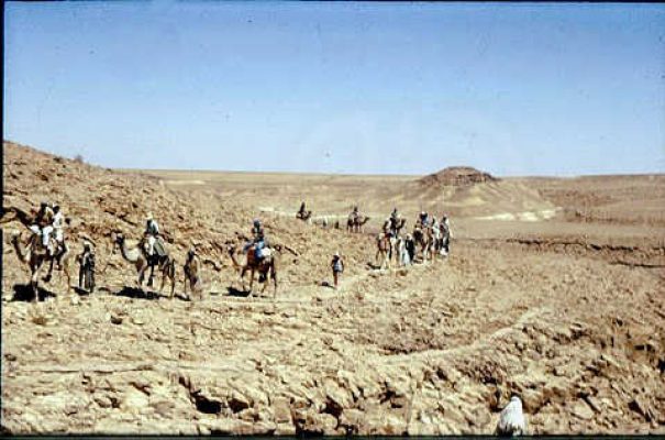 על גמלים בתיהה. 1972