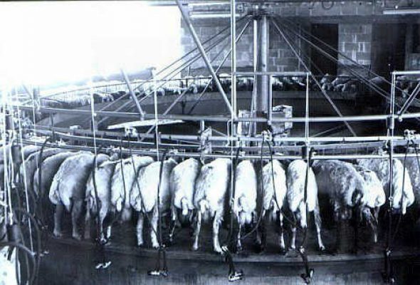 קרוסלת החליבה בדיר הצאן-1