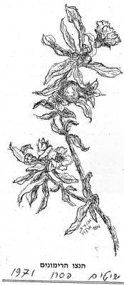 הנצו הרימונים 1971