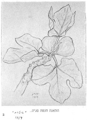 התאנה חנטה פגיה 1954