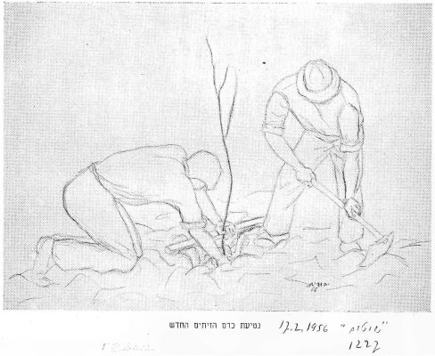 נטיעת כרם זיתים 1965