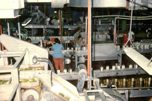 גיוס לזיתיה 1979 על הליין