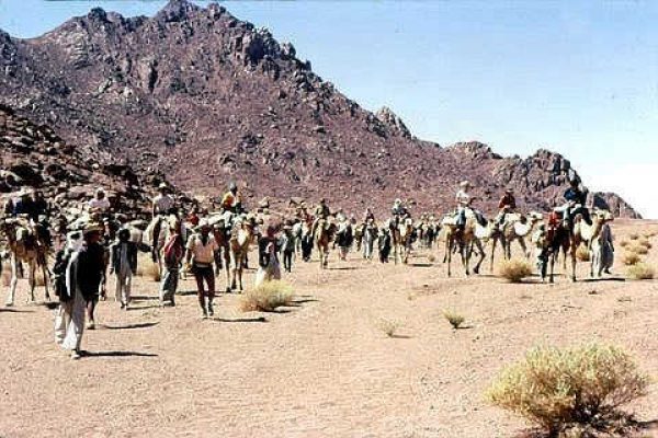 תחילת מסע הגמלים בואדי ארוג'ה. יולי 1974