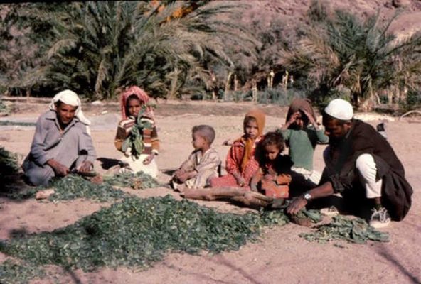 המורה עבד ארחמן קוצץ עלי טבק. ט' אל קצרין 1977