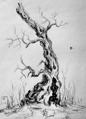 גזע עץ זית 1967