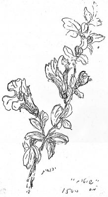 ענף פורח 1964-5