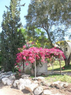 מדורון פורת2005-2008 059