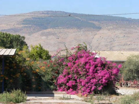 מדורון פורת2005-2008 070