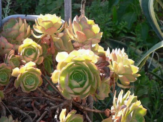 מדורון פורת2005-2008 189