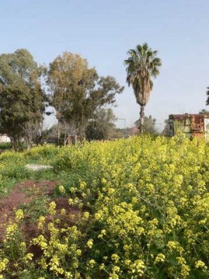 מדורון פורת2005-2008 221