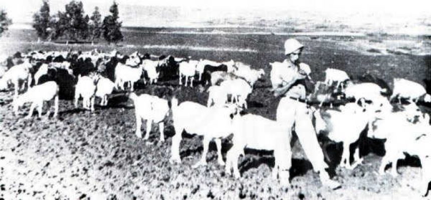 עמודי שיטה 140