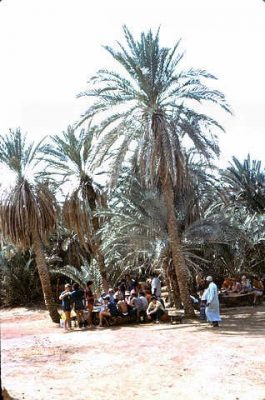 קב' שיטה בחניון הדקלים, חמאם מוסה 1974