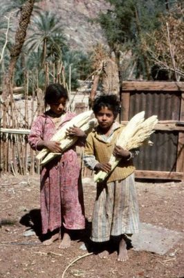 הבנות של זידאן עם פרחי זכר של תמר. 1976