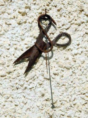 בדיר שמחה וששון. היום גוזזים את הצאן