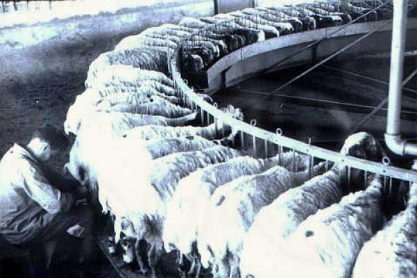 1-חליבה בדיר הצאן 1-1