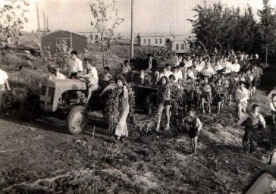 1950 פסח קציר העומר