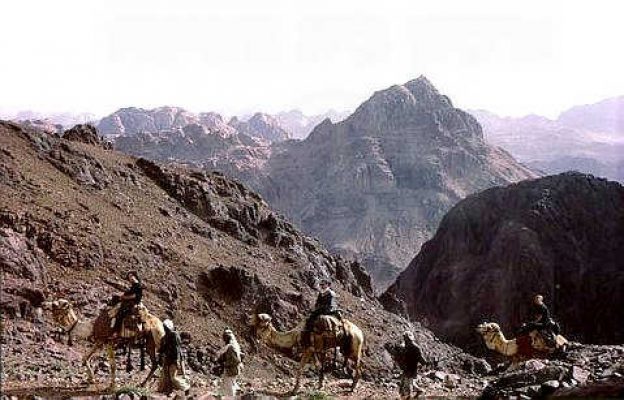 כ31- על גמלים, טיול י.ב. להר קתרינה, ברקע הר משה. 3.74