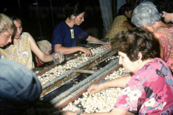 6-גיוס לזיתיה 1979 ציפורה בוכמן